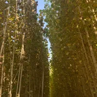 صنوبر نیگرا|خدمات باغبانی و درختکاری|چالدران, |دیوار