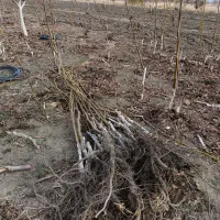 نهال گردو پیوندی چندلر و فرنور|خدمات باغبانی و درختکاری|مریوان, |دیوار