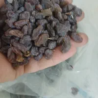 پخش کشمش آفتابی درجه یک