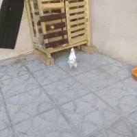 کبوتر پشتی نر|پرنده|شیراز, شهرک بهار|دیوار