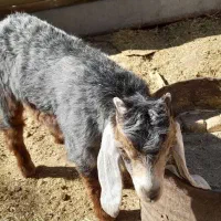 یک عددبزگم شده|حیوانات|ایلام, |دیوار