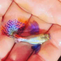 فروش انواع ماهی گوپی