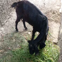 فروش گوسفند