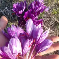 وام دستی نیاز دارم فوری