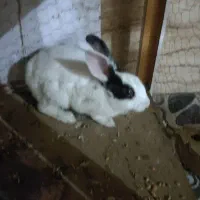 خرگوش