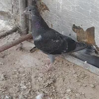 کبوتر جوجه پلاکی و جوجه سرور مخصوص دستی