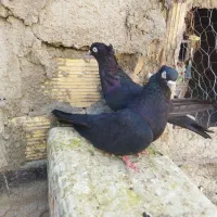 کفتر|پرنده|نرماشیر, |دیوار