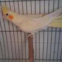 عروس هلندی ماده مست پاد ویپ|پرنده|رفسنجان, |دیوار