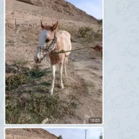 اسب مادیون آروم|اسب و تجهیزات اسبسواری|شیروان (خراسان), |دیوار