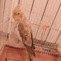 عروس هلندی ماده سالم و سرحال