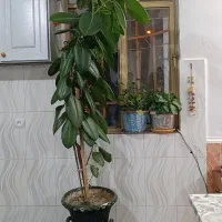 گل تزیینی طبیعی|گل و گیاه طبیعی|اشترینان, |دیوار