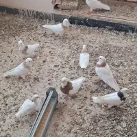 طوقی هفترنگ الماسی و سرخ و زرد خالدار هفترنگ