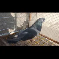 فروش نر قنار|پرنده|میاندوآب, |دیوار