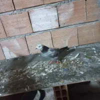 کبوتر پرشی اس|پرنده|بابل, |دیوار