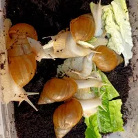 حلزون برای درمان پوست . جای جوش ، لک، جوش ،