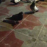 خوشرنگ قهوه ای ماده شش دانگ