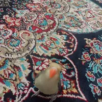 کوتوله