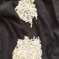 برنج طارم هاشمی دوباره کشت نوج