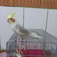 عروس هلندی ابلغ دستی ، سخنگو با قفس و لوازم کامل