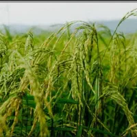 زمین-برنجکاری