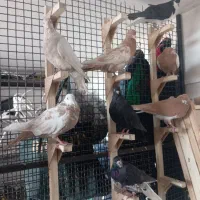 چندتا کفتر هوایی گرفتنی. فقط رو هم