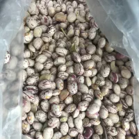 فروش لوبیا چیتی|عمده‌فروشی|شیراز, آزادی|دیوار