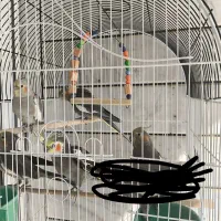 عروس هلندی|پرنده|خمینیشهر, |دیوار