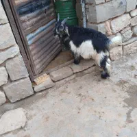 بیگ|حیوانات مزرعه|اندیکا, |دیوار