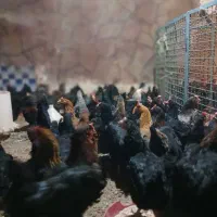 با سلام تعداد ۲۰۰ عدد مرغ جوان تخمگذار ۸ماهه|حیوانات مزرعه|تهران, کن|دیوار
