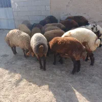 بره نر|حیوانات مزرعه|مراوه, |دیوار