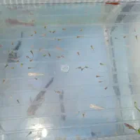 ماهی با آکواریوم و لوازم|ماهی|چهاردانگه (تهران), |دیوار