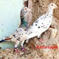 عکس نمایشیه سرور ۷ ۸ بنده گرفتنی سر و تیپ دار