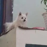 پامرین روباهی