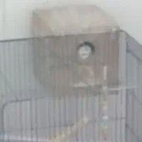 جفت کوتوله مولد جهت معاوضه با