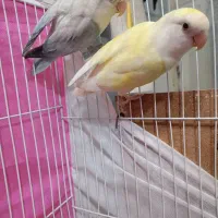 یک جفت کوتوله