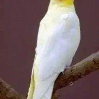 یک جفت طوطی عروس سفیدوطوسی