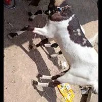 بزپاکستانی اصل
