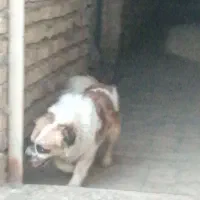 فروش یک جفت سگ پاکوتاه|سگ|میبد, |دیوار