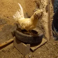 مرغ،اردک،خرگوش