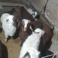 بره  شیری|حیوانات مزرعه|فیروزآباد (لرستان), |دیوار