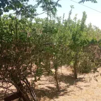 باغ نهضت آباد خوش جا|فروش دفتر صنعتی، کشاورزی، تجاری|نجف‌آباد, حومه نجف آباد|دیوار