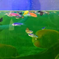 ماهی اکواریومی