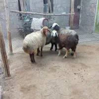 فروش فوری میش