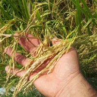 برنج طارم هاشمی ممتاز فریدونکنار|خوردنی و آشامیدنی|ایلام, |دیوار