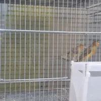 یک جفت قناری عروس هلندی جفت|پرنده|گنبد کاووس, |دیوار