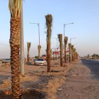 شرکت فروش نخل برای فضای سبز