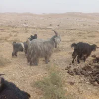 دوبور|حیوانات مزرعه|ایذه, |دیوار