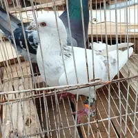 واگذاری یک جفت کفتر گرگ