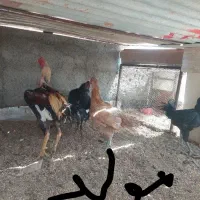 جوجه لاری نژاد اوشامو و افغان|حیوانات مزرعه|مشهد, شهرک رازی (شهرک غرب)|دیوار