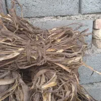 پوست ریشه درخت گردو